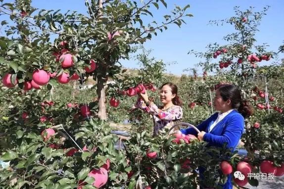 甘肅靈臺縣：蘋果紅了，果農的錢袋子鼓了
